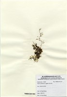 藏品(巢沙菜)的圖片